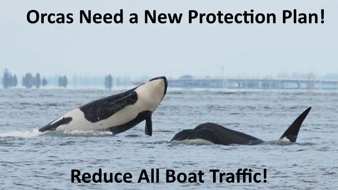 Petition update · Orcas Need A New Protection Plan! · Change.org ...