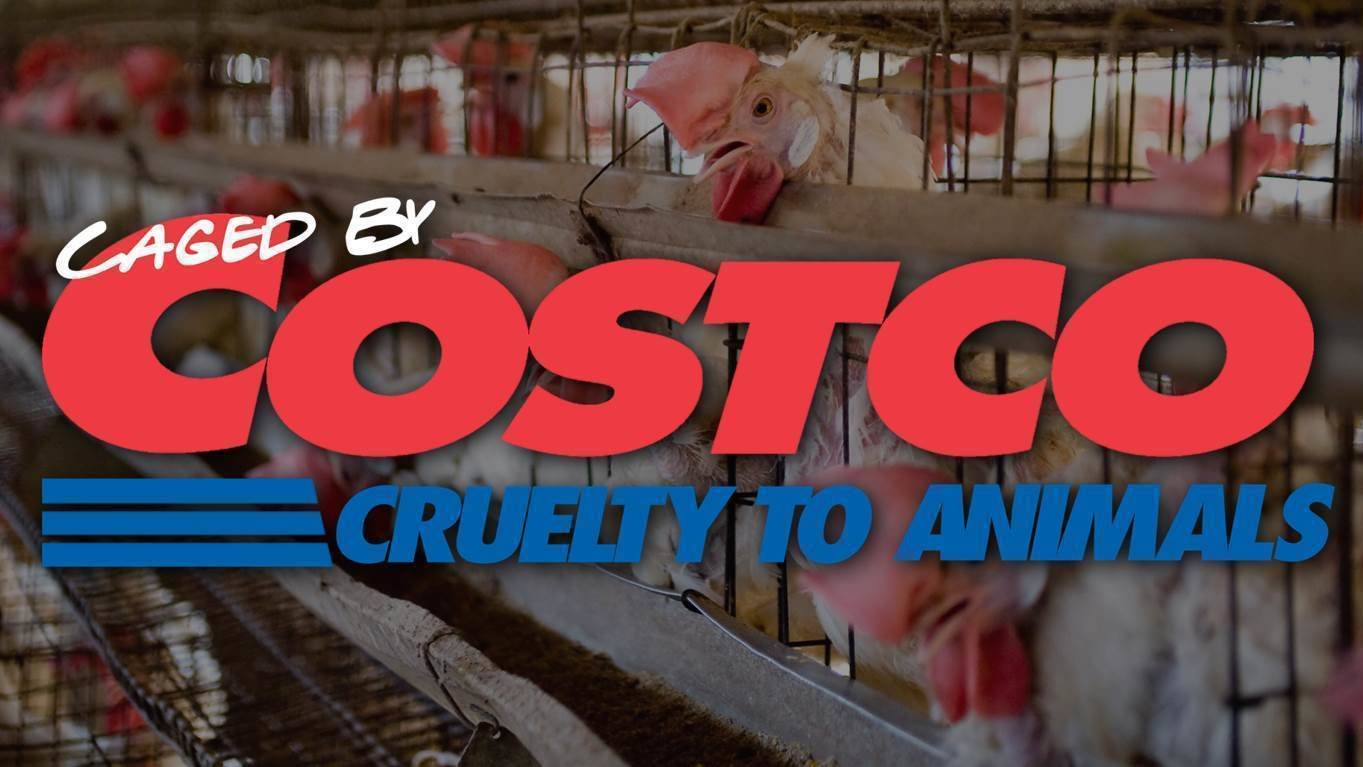 Petition · Quit Supporting Animal Cruelty! United States ·