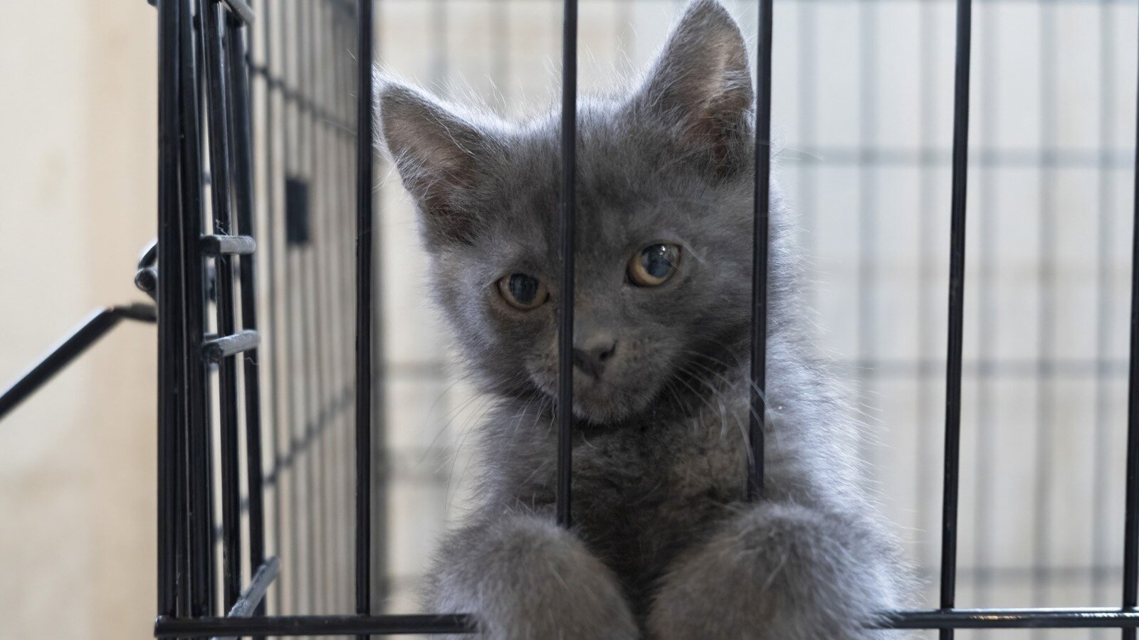 Petition · Stop Auckland Council from Trapping and Killing Cats! New