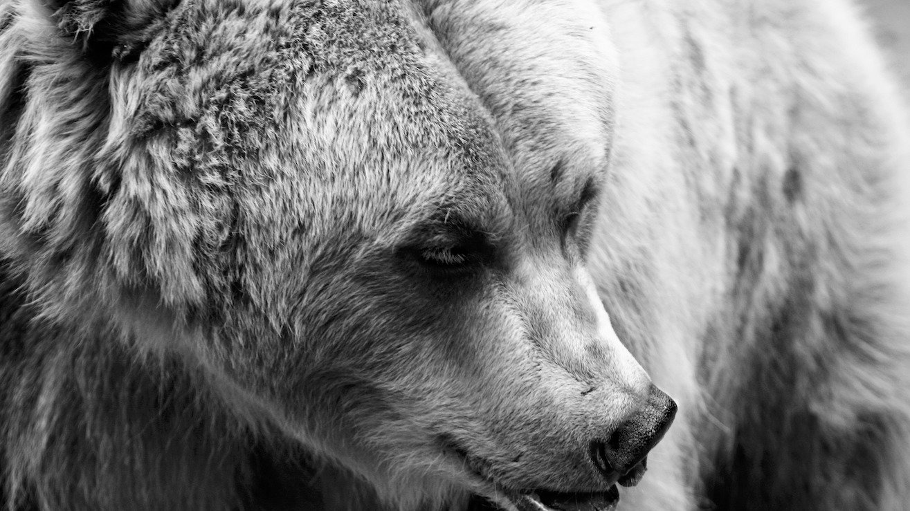 Petition · Canadian Rockies unbearable. Protect the Bow