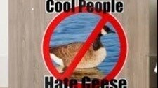 Petition · Remove The Canadian Goose From The Migratory Bird Treaty