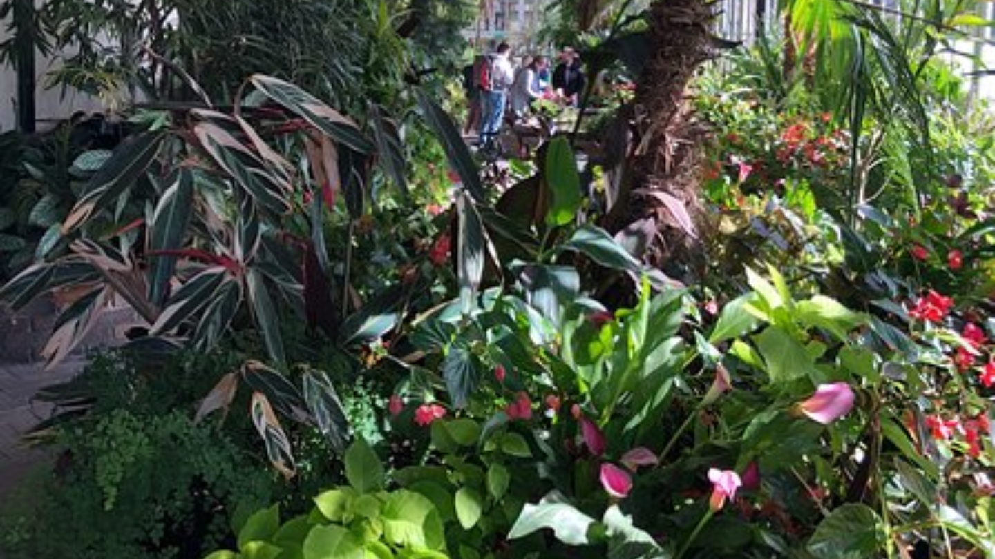 Petition · Save the plants in the conservatory in Buxton pavilion