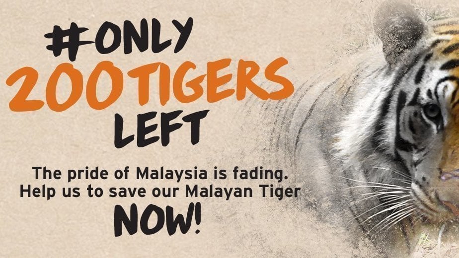 Petition · Only 200 Malayan Tigers Left - Malaysia · Change.org