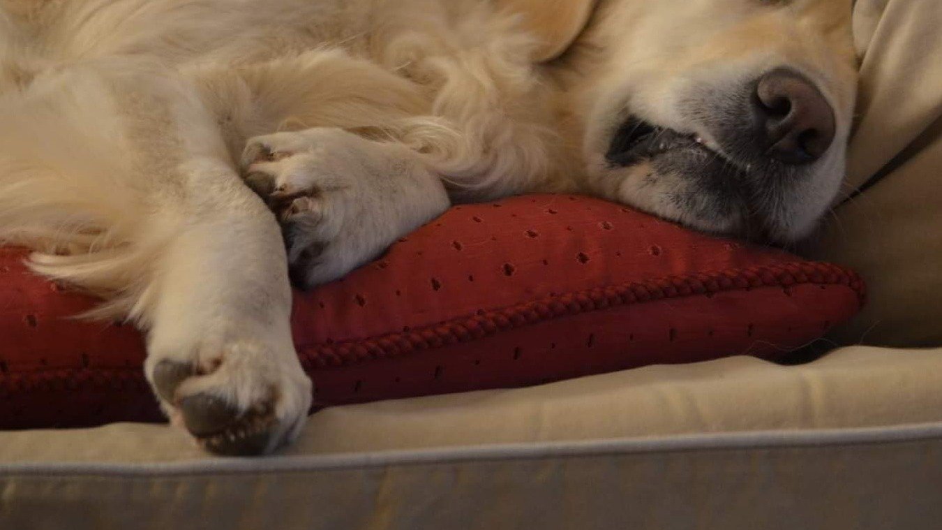 Petition · The classification of pets in Ireland as family members in