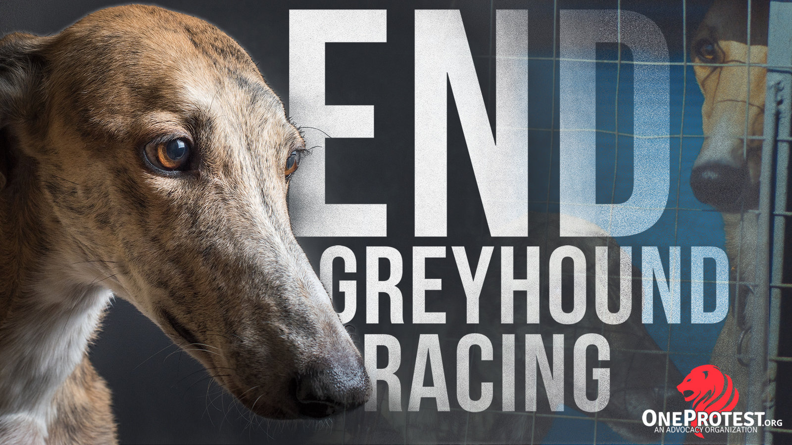 Petition · End FL Greyhound Racing Tell FL CRC To Support Proposal 6012