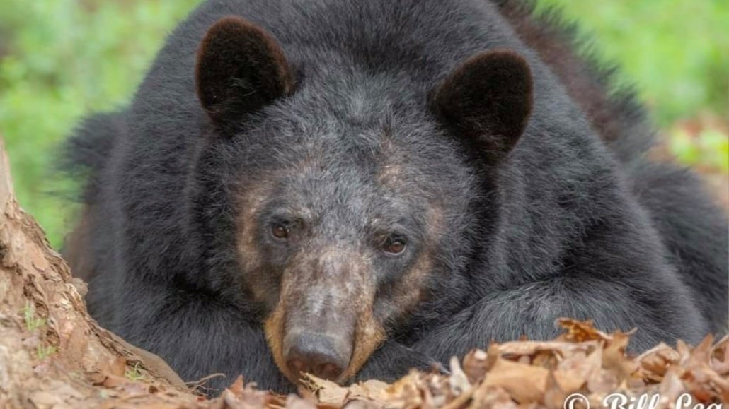 Petition · STOP THE MISSOURI BEAR 'HUNT' United States ·