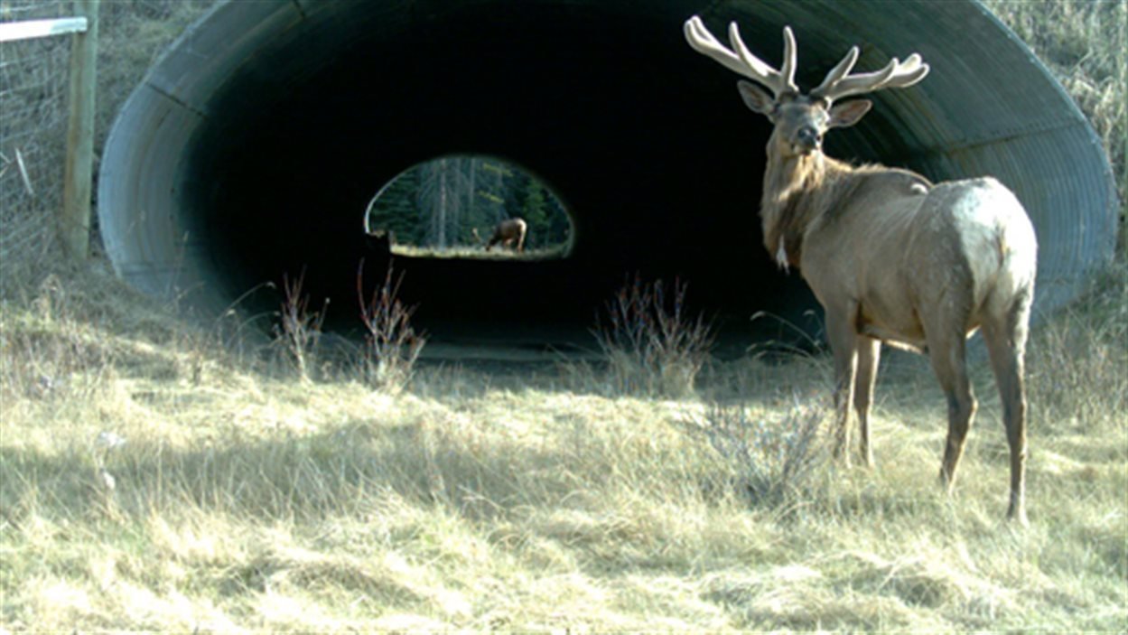 Petition · Make wildlife tunnels compulsory for all new road