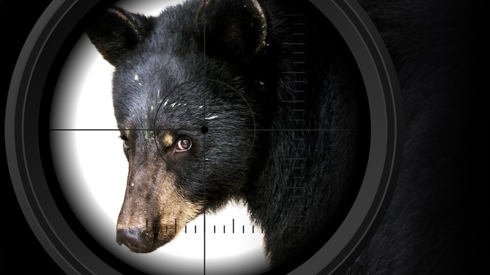 Petition · Oklahoma Bears Caught In Crosshairs Of Hunt Expansion United States ·