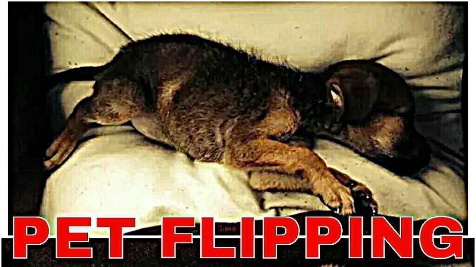 Petition · Make Pet Flipping Illegal in ·