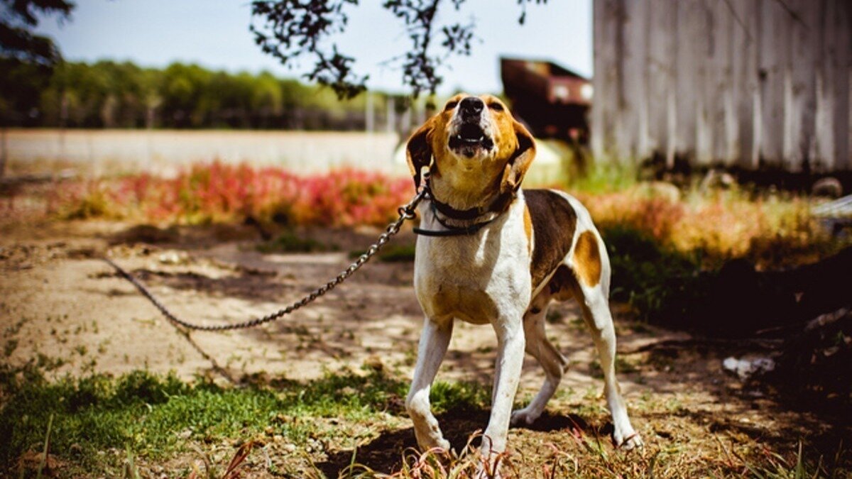 Petition · Prohibit Dog Tethering in North Charleston ·