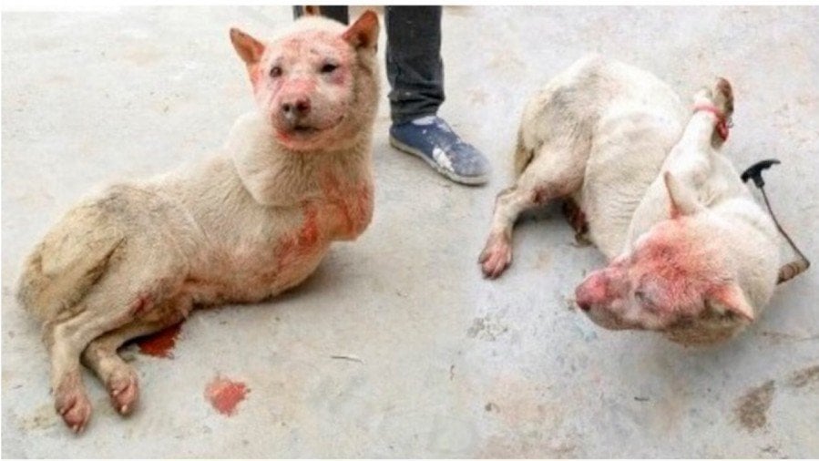 Cat Injured And Not Eating Cat Injured And Not Eating