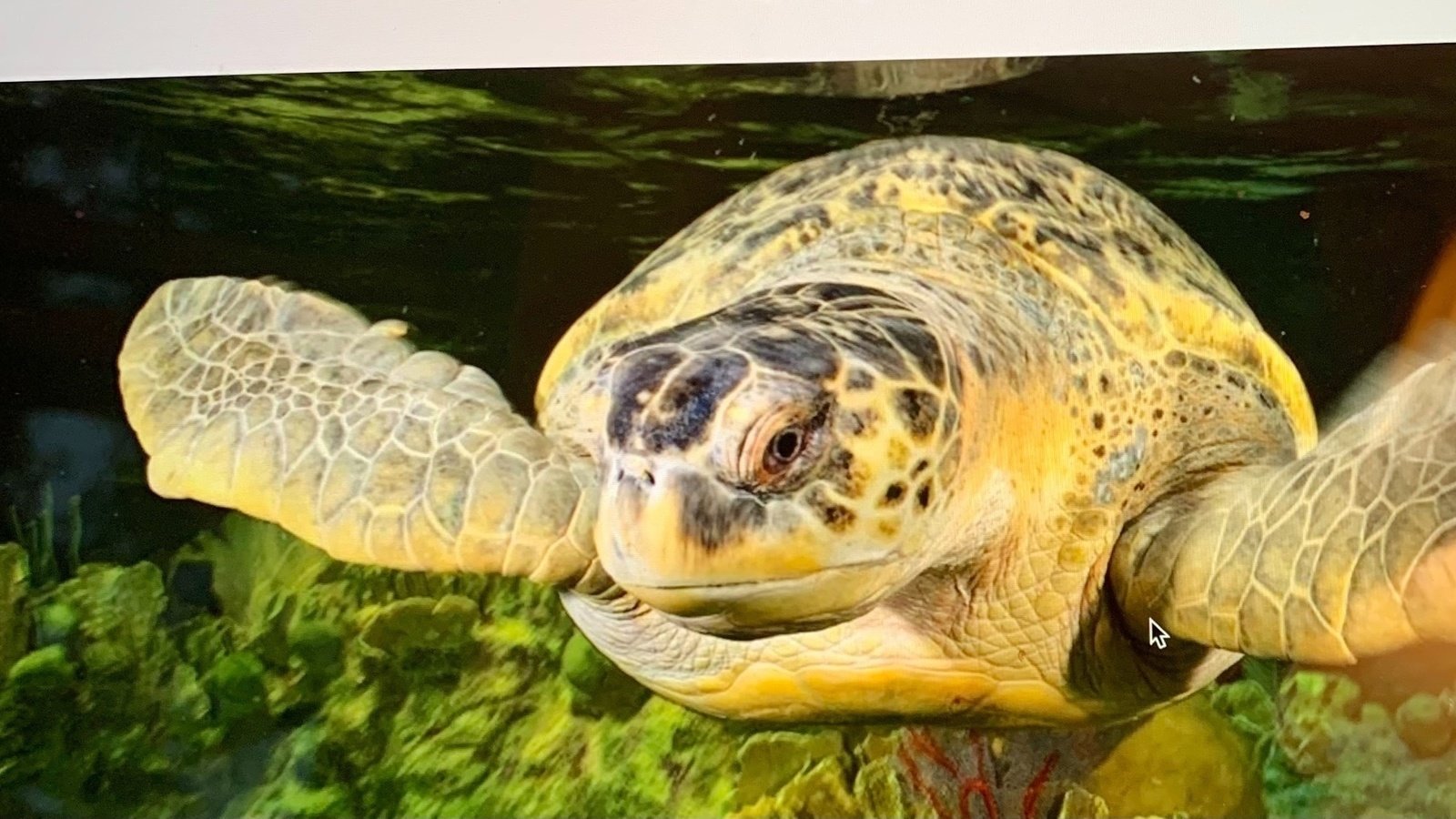 Petition · Free Myrtle the turtle United States ·