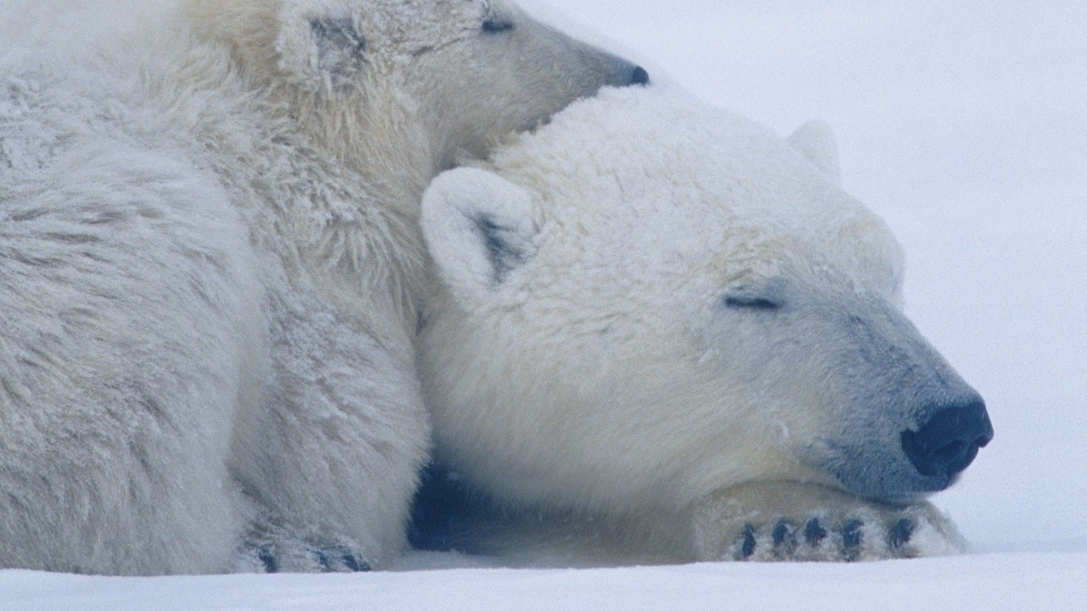 Petition · SAVE THE POLAR BEARS!!!!!!!! United States ·