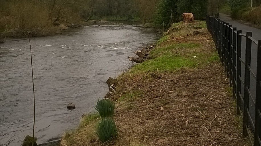 Petition · Save the trees in Kelvingrove Park Glasgow, United Kingdom