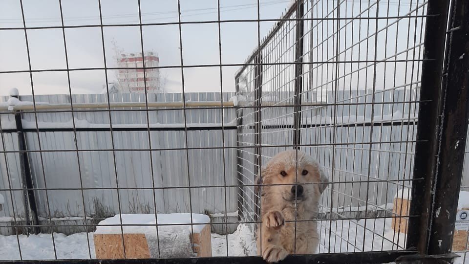 Change org котята в китае петиция