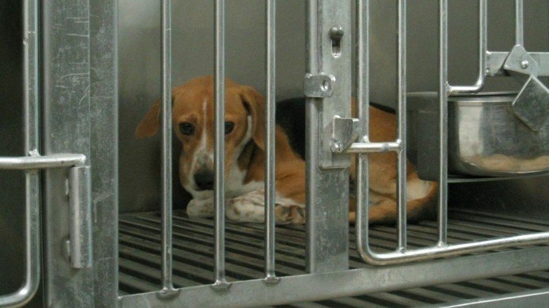 Petition David Cameron Mp Fight Against Beagle Breeding Centre