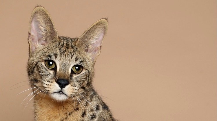 Petition · African Serval cats in Georgia - United States · Change.org
