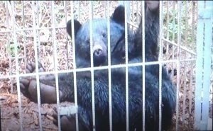 Petition Update 日本一クマが多い 長野県が駆除から保護 放獣へ大転換 Change Org
