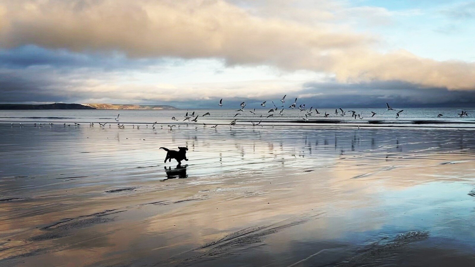 Petition · Lift the Dog Ban on Cornish Beaches! United Kingdom