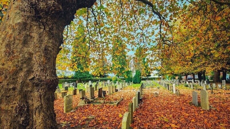 Prevent Tree Removal in South Stoneham Cemetery