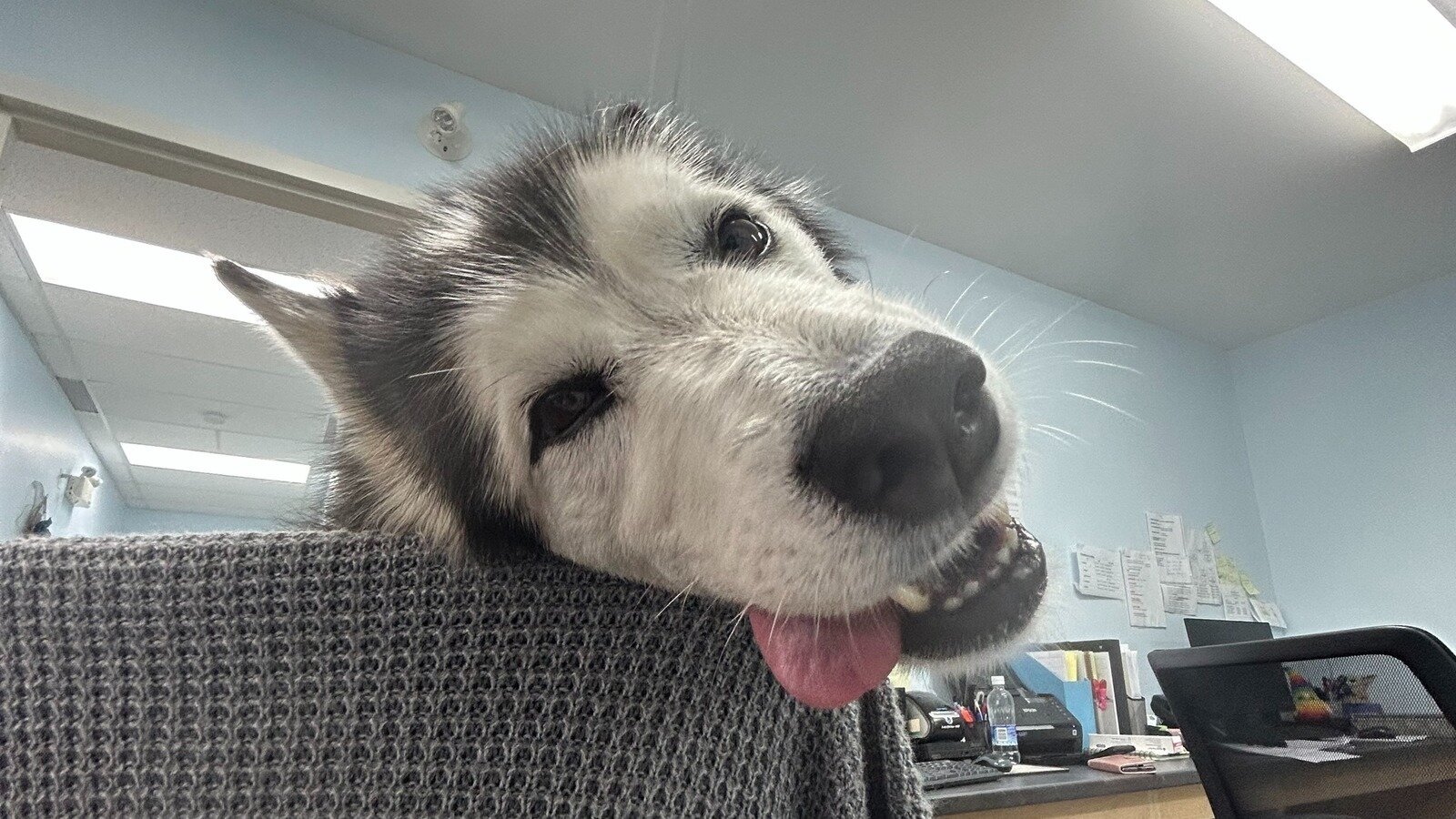 Petition · Keep Dogtor Aurora at the Cove Clinic Canada ·