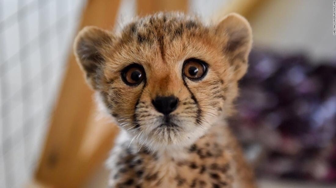 Petition · Save the Cheetahs United States ·