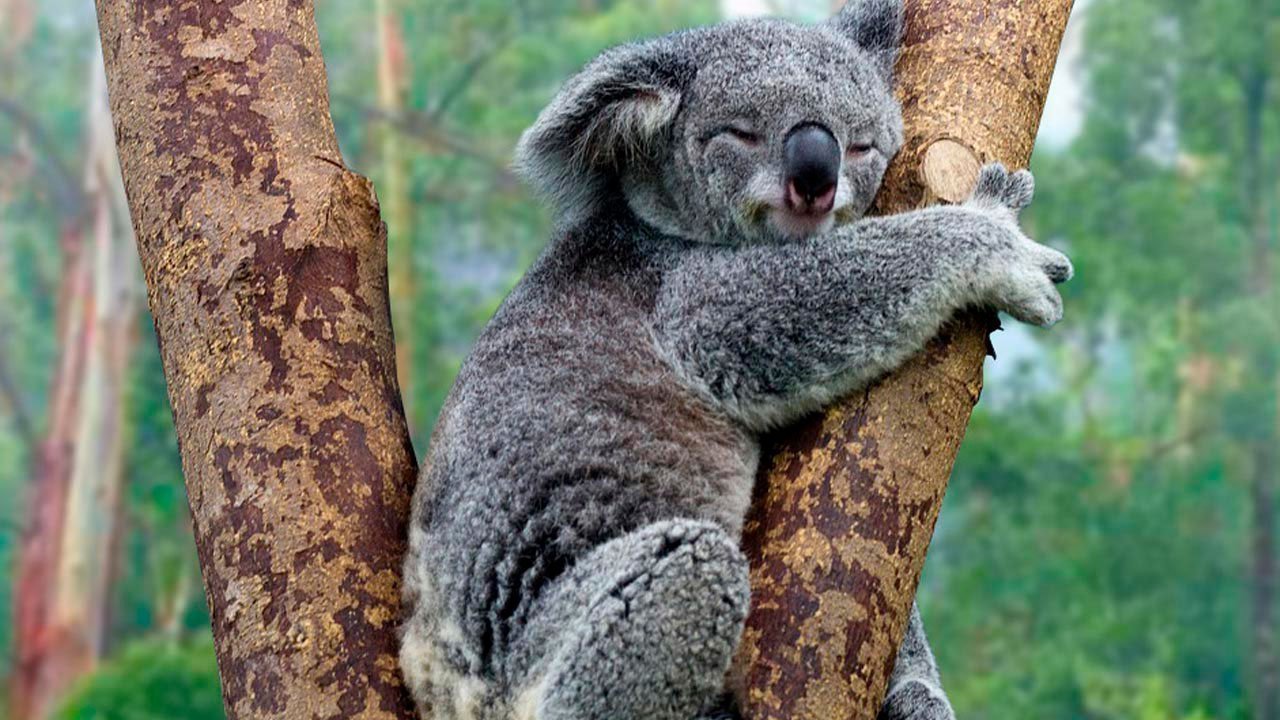 Petition · Do you want to lose koalas? One of Australia's