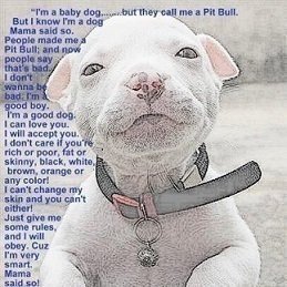 surefeed cat feeder manual