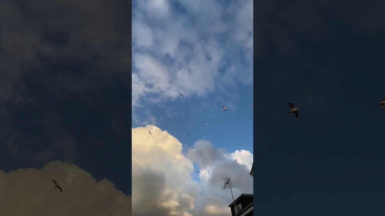 Petition · Reduce the numbers of pest birds nesting on NFT’s rooftop in