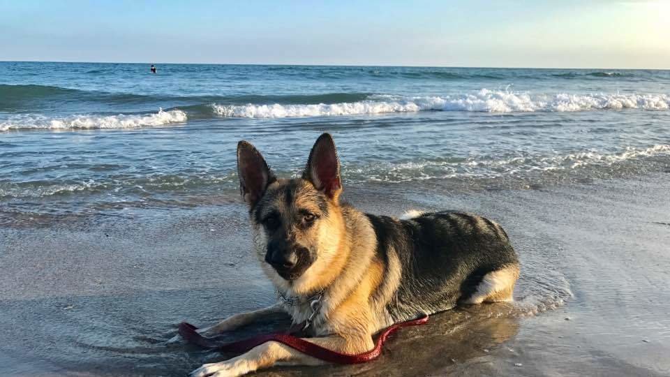 Petition · Emerald Isle Seasonal Dog Beach United States ·