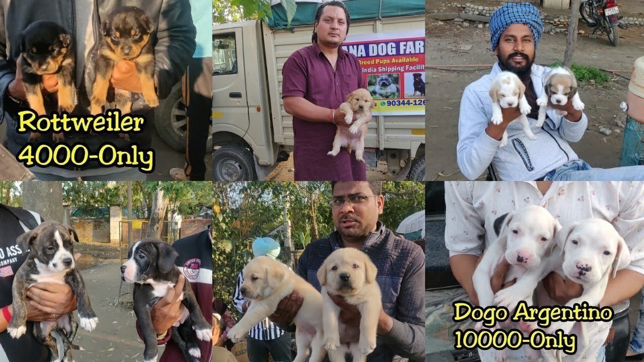 Petition · Ban the Dog Markets outside Dog Shows in Yamuna Nagar