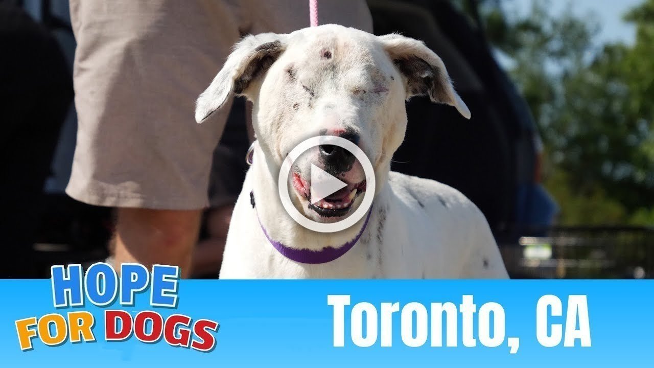 Petition Tom Sawyer End Your Partnership With Redemption Paws Change Org