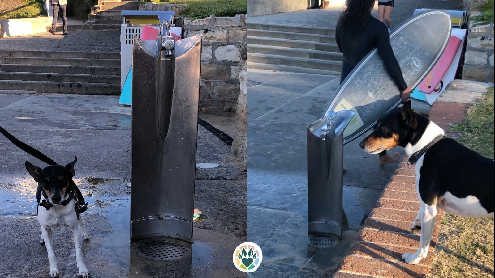 Petition · Support dogfriendly water fountains across Sydney ·