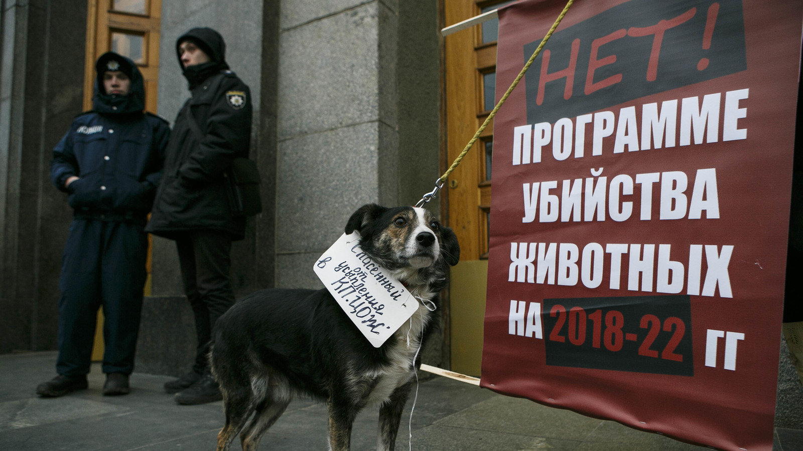 Петиция · Запретить усыпление животных в КП "Центр обращения с ...