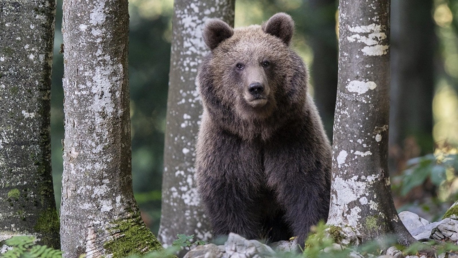 Petizione · NON UCCIDERE L'ORSO Italia ·