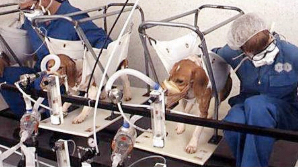 Petition · End the use of dogs in research - United States · Change.org