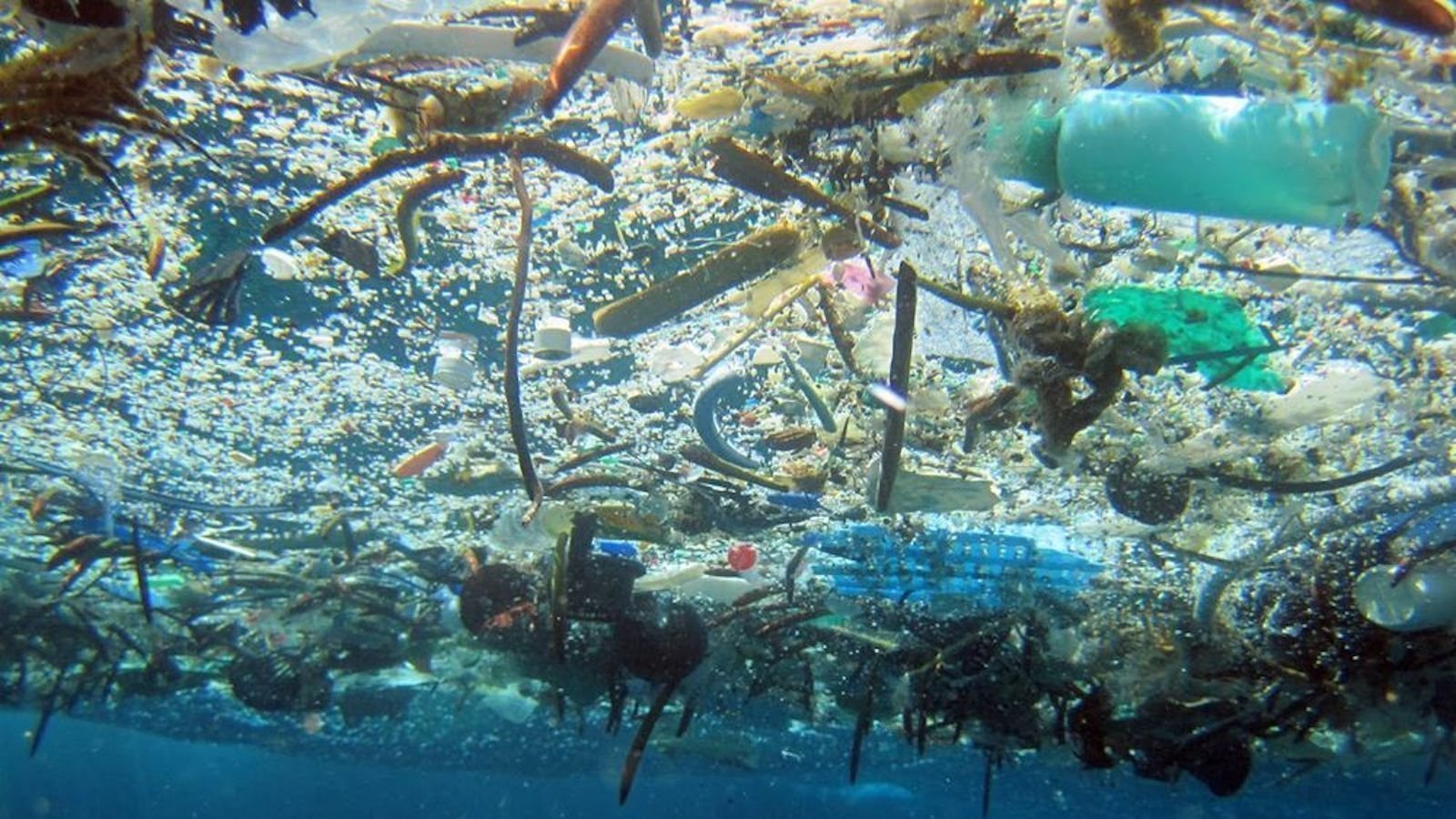 Petition · Ban single use plastic straws in NSW before the end of 2021