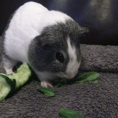 ChangeOrg profile picture for @wen