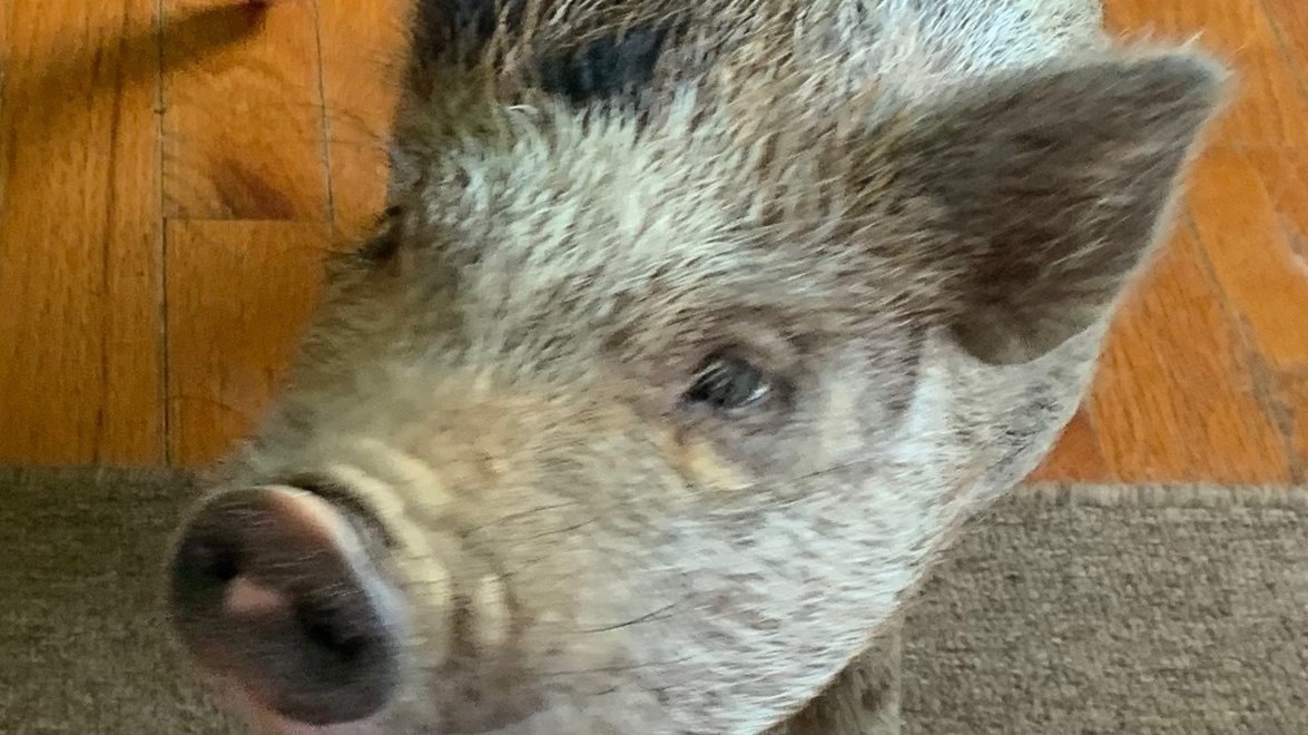 Petition · Potbellied Pigs should be considered domestic pets and not