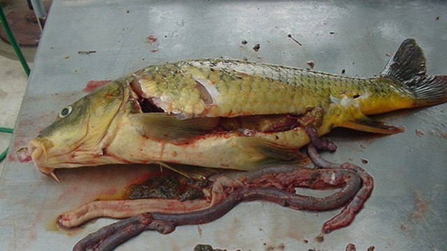 Petition · Stop Zebra Mussels From Spreading - Canada · Change.org