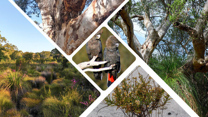 Save Wallum - Brunswick Heads