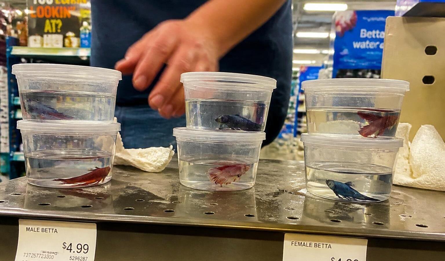 Petition · Ban tiny containers for Betta fish - United States · Change.org