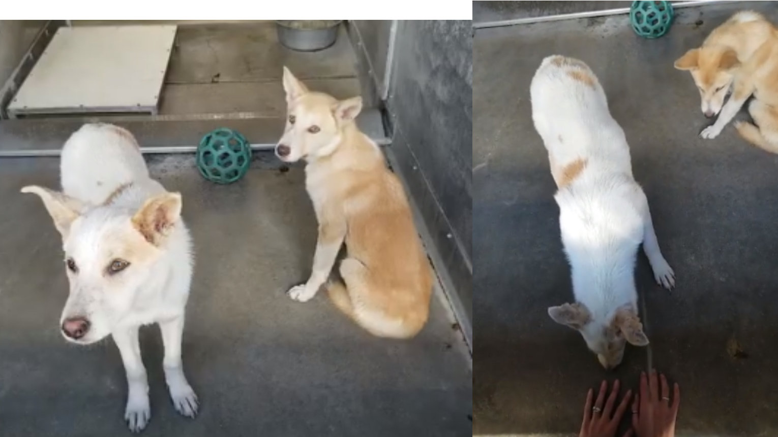 Petition update · 14 dogs CODE RED · Change.org · Change.org