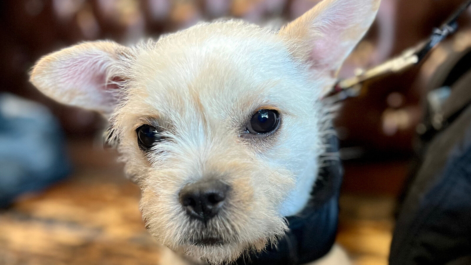 Petition · Establish a Safe and Clean Dog and Community Park in Lower