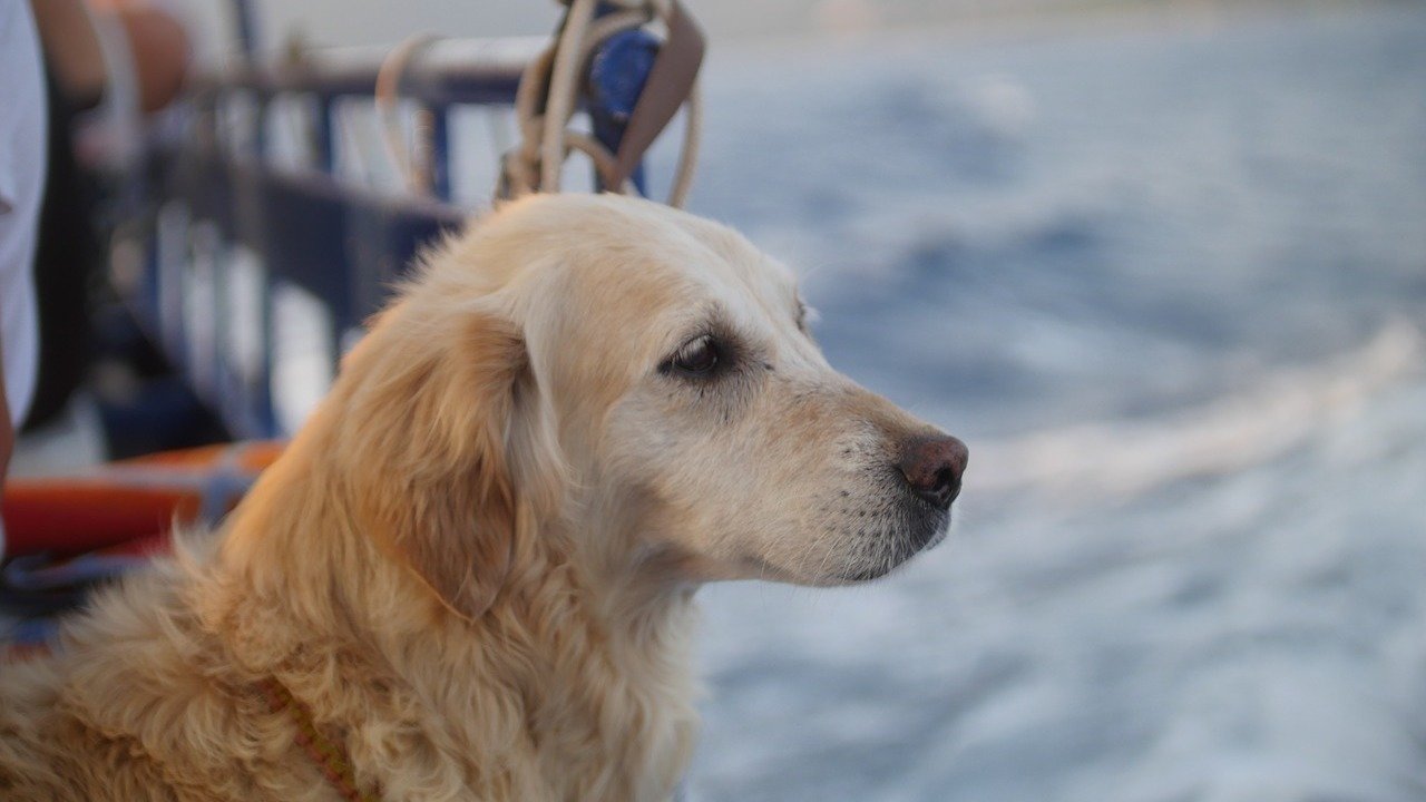 Petition · Revision for pet travel on Sydney transport ·