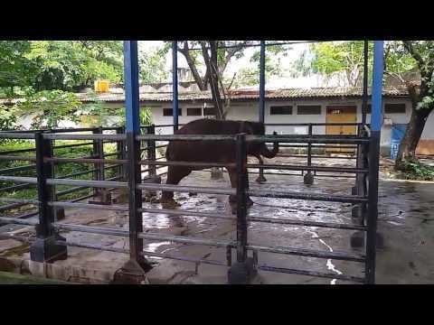Petisi · @bravonur, Lepas Belenggu Gajah di Kebun Binatang ...