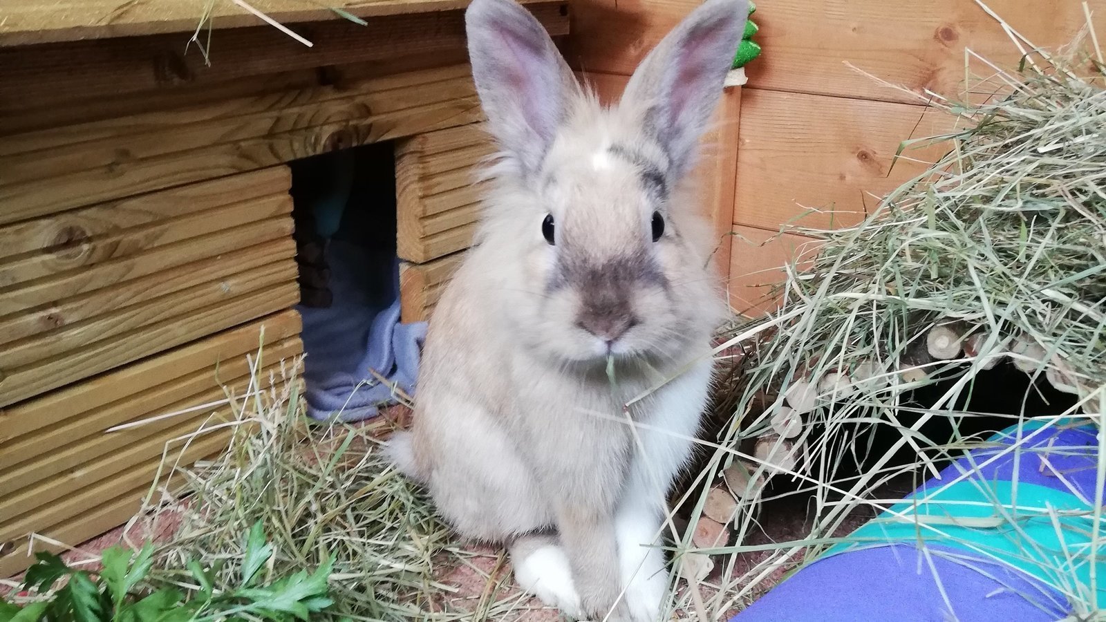 Petition · Calling for small animal boarding facility regulations and