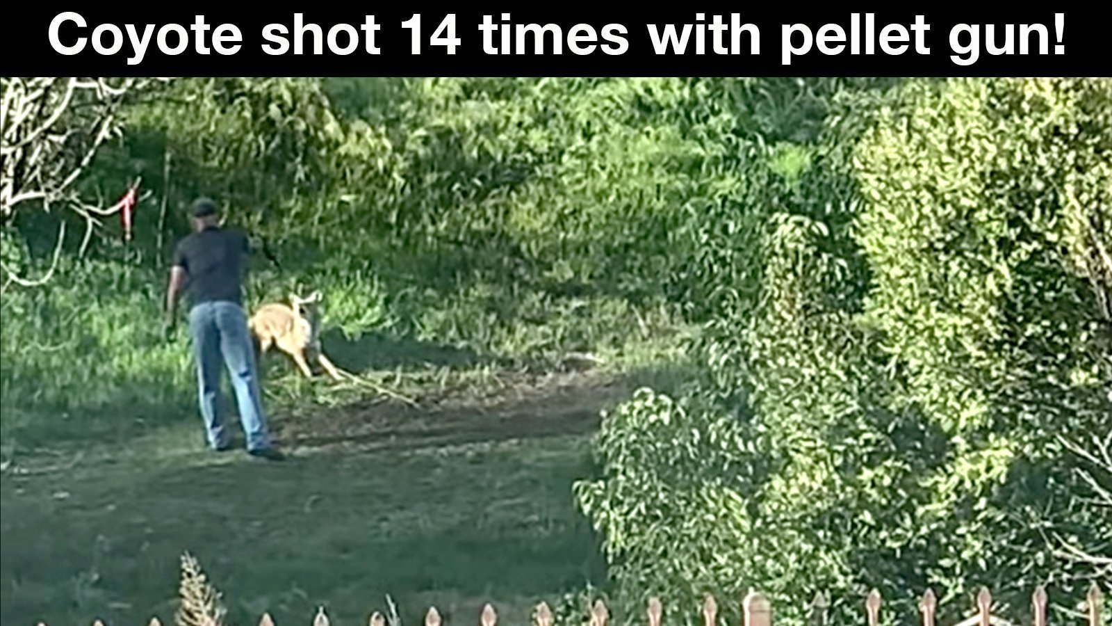 Petition · Illegally snared coyote shot 14 times with pellet gun we