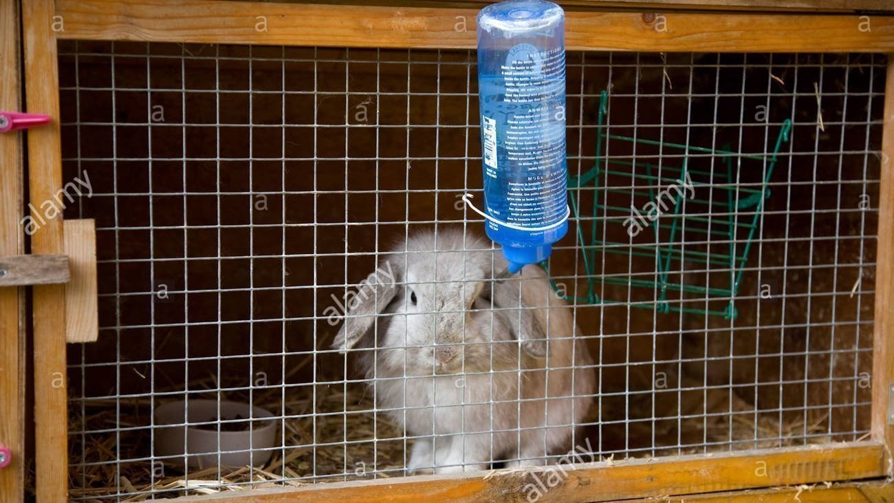 Petition · Write into law minimum cage size requirements for small pets