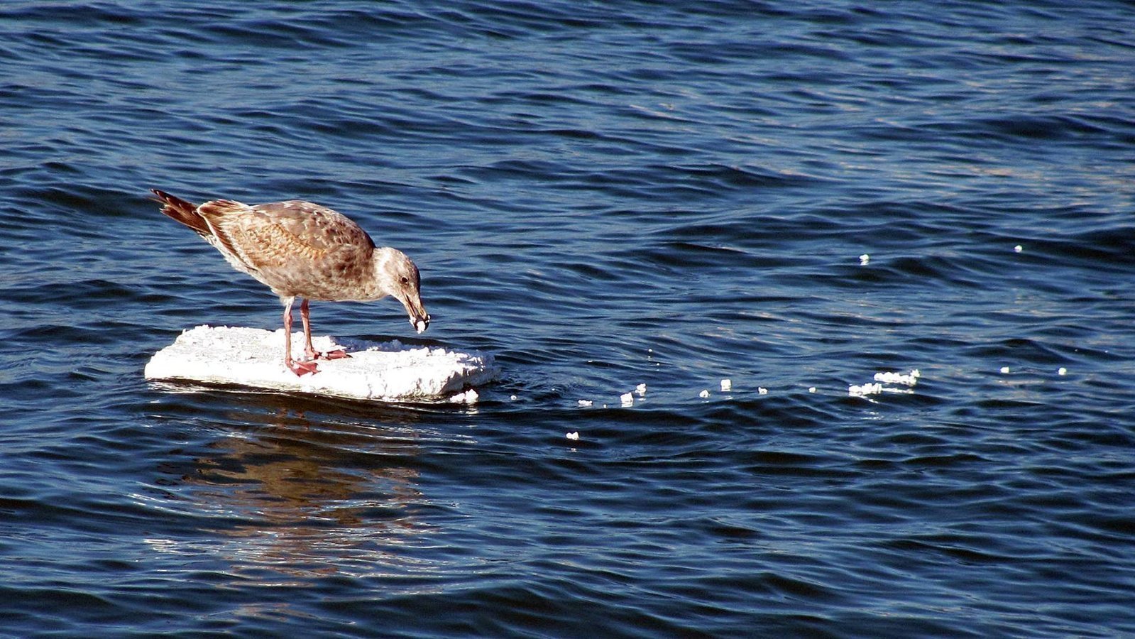 Petition · ChickfilA Replace Styrofoam Cups with Biodegradable Cups